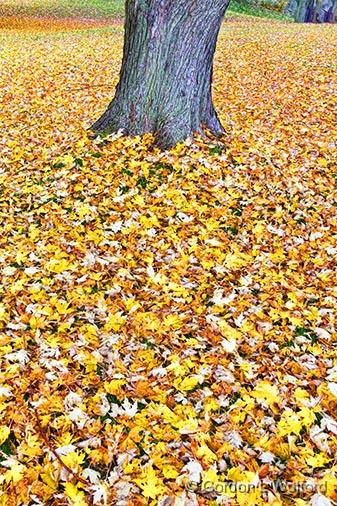 Blanket Of Leaves_29893.jpg - Photographed near Smiths Falls, Ontario, Canada.